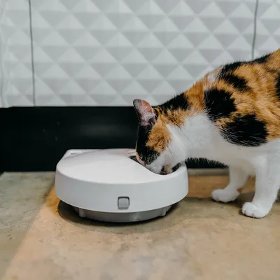 Automatischer Futterspender in Weiss, Katze frisst aus der Schale. Geeignet für präzise Fütterung von Haustieren.