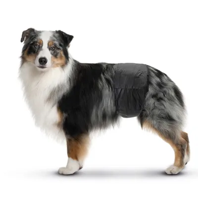 Cane con pannolino nero per cani, adatto per incontinenza o igiene.