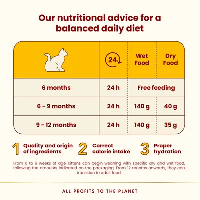 Feeding guide for kittens: 6 months, free feeding dry food; 6–9 months, 140g wet, 40g dry; 9–12 months, 140g wet, 35g dry. Tips: quality ingredients, correct calories, proper hydration.