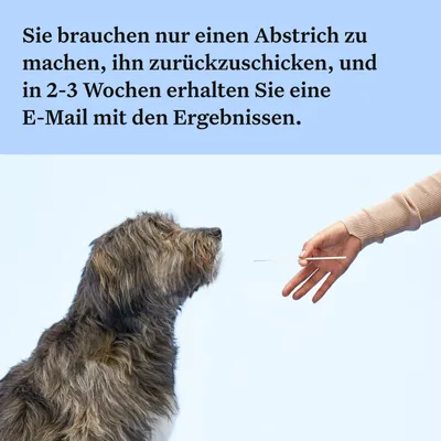 Anleitung: Abstrich beim Hund machen, zurückschicken und in 2-3 Wochen per E-Mail Ergebnisse erhalten.