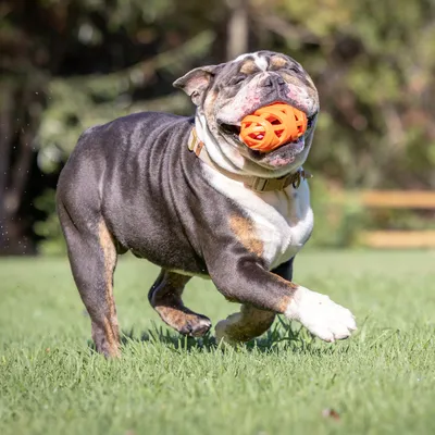 Hond speelt met oranje bal buiten op een grasveld.