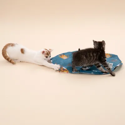 TIAKI interaktivt fangstspil til katte