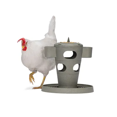Comedero gris con varias aberturas, lleno de granos. Gallina blanca al lado.