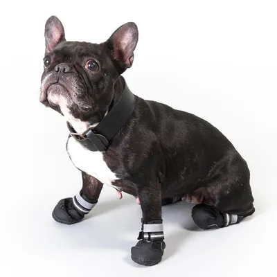 Cane di taglia piccola con collare nero e quattro scarpe protettive nere con chiusura a strappo e dettagli rifrangenti su tutte le zampe, seduto su sfondo bianco.