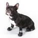 Sports & Protective Dog Boots