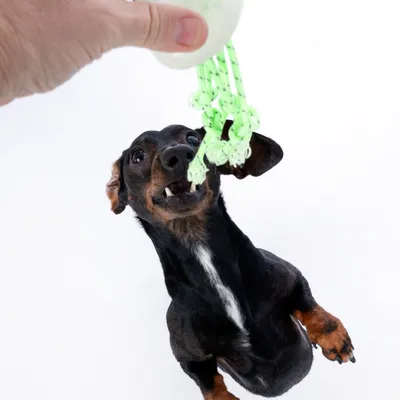Hund leger med grønt reb-legetøj, som holdes af en hånd.