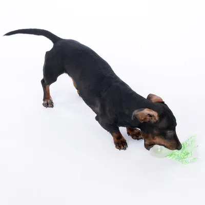 Lille hund leger med grønt legetøj af reb og plast.