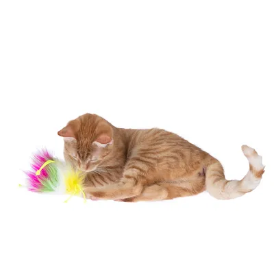 Gatto rosso gioca con un gioco di piume colorato in giallo, verde e rosa.