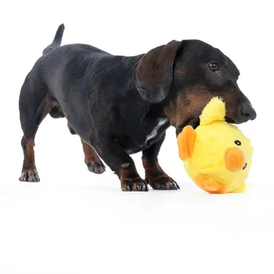 Hund leger med gult plysdyr i form af en fisk. Produktet viser brug af legetøjet.