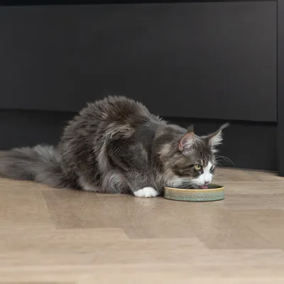 Graue Katze frisst aus einem grünen Futternapf auf einem Holzboden.