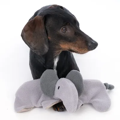 Dachshund with grey plush toy in elephant shape. Toy made of soft fabric, suitable for pets.