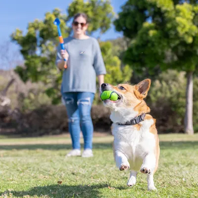 Cane con una palla verde in bocca salta su un prato, mentre una persona sullo sfondo tiene un lanciapalle.