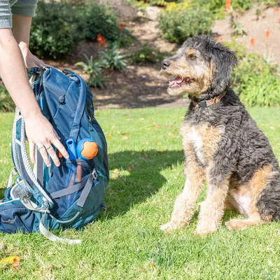 Hund sitzt neben einem Rucksack mit Spielzeug und Zubehör, darunter ein orangefarbener Ball und eine blaue Wurfhilfe in der Seitentasche.