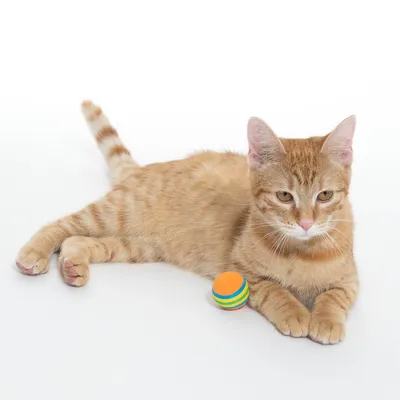 Gato naranja tumbado junto a una pelota de juego colorida sobre fondo blanco.