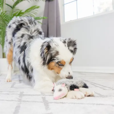 Dog playing with a toy shaped like an opossum on a carpet.