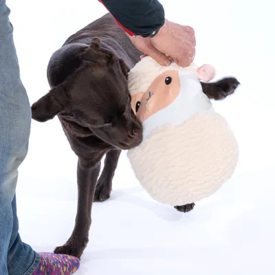 Hond speelt met een pluchen speeltje in de vorm van een schaap, vastgehouden door een persoon.