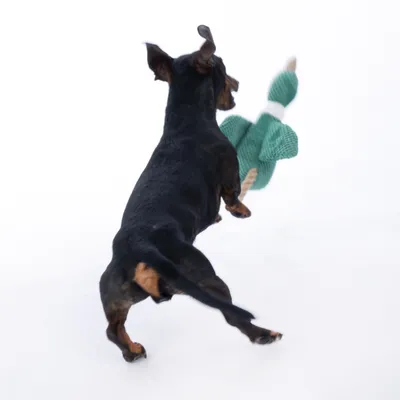 Petit chien noir vu de dos jouant avec un jouet vert en forme d’animal, matériau tissé visible.