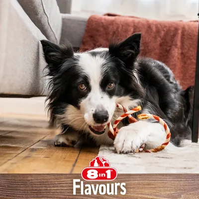 Dog with chew toy. Brand: 8in1 Flavours.