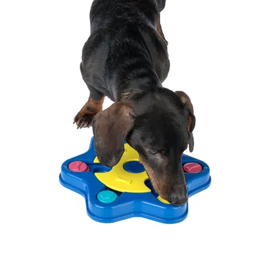 Cane che gioca con un gioco interattivo blu a forma di stella con elementi gialli e colorati.