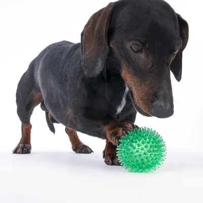 Hund spielt mit grünem Noppenball, geeignet für interaktives Spielen und Beschäftigung.