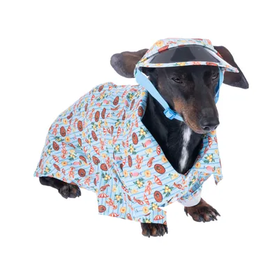 Pies w niebieskim zestawie przeciwdeszczowym z kolorowym letnim wzorem i przezroczystym daszkiem.
