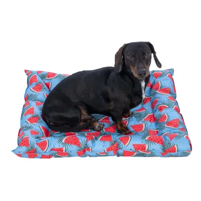 Perro sentado sobre un cojín azul para perros con estampado de sandía.