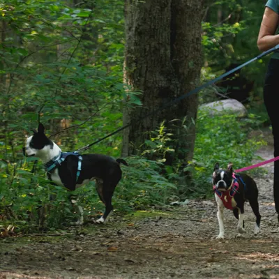 Zwei Hunde an Leinen mit Geschirren, einer in Blau und einer in Pink, spazieren im Wald.