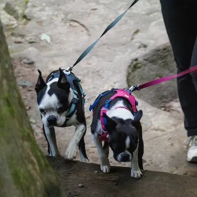 Zwei Hunde mit farbigen Geschirren, blau und pink, an Leinen auf einem Waldweg. Demonstration der Nutzung von Hundegeschirren beim Spaziergang.