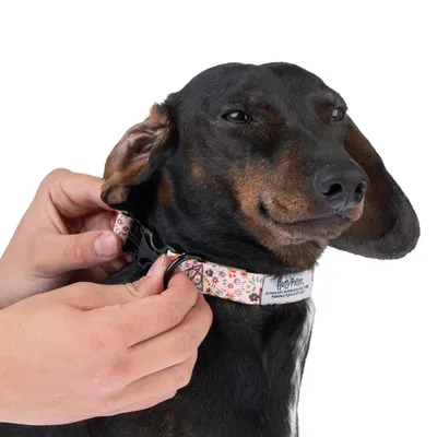 Hund mit floralem Halsband, Harry Potter-Design. Hände befestigen die Schnalle am Halsband.