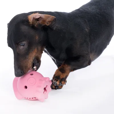Chien noir et feu jouant avec un jouet en plastique rose en forme de boule, sur fond blanc. Aucun texte ou marque visible.