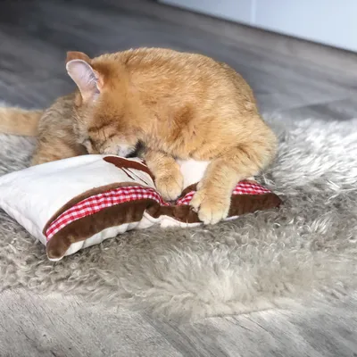 Chat roux couché sur un tapis en fourrure synthétique, la tête posée sur un coussin blanc décoré de tissu à carreaux rouges et bruns.