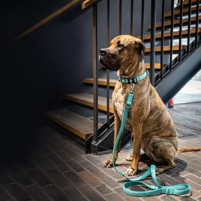 Perro con collar turquesa y correa a juego, sentado frente a una escalera. El producto muestra el diseño y color del accesorio.