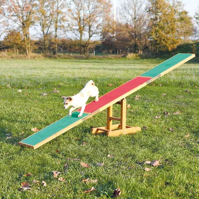 Hund springer över en röd-grön vippa av trä på en gräsmatta, visar användning av agilityutrustning.