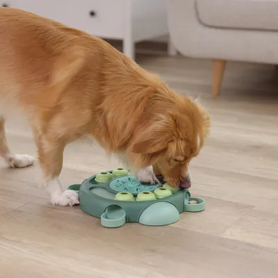 Chien marron utilisant un jeu d’intelligence vert en plastique posé au sol, avec plusieurs compartiments visibles pour friandises ou croquettes.