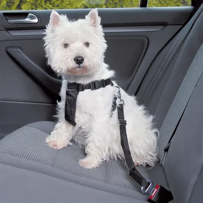 Hund med säkerhetssele och bälte på bilsäte. Visar säker fastsättning för husdjur under färd.