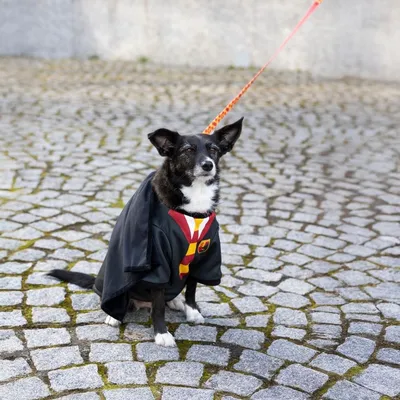 Hund mit schwarzem Umhang und rot-gelbem Schal, angeleint auf gepflastertem Boden. Demonstration eines Haustierkostüms.