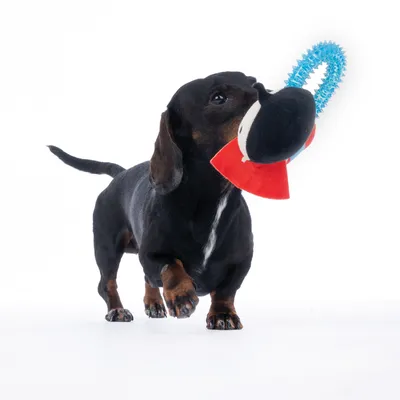 Cane che gioca con un gioco composto da tessuto rosso e anello in plastica blu.