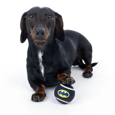 Sort hund med en sort bold med Batman-logoet.