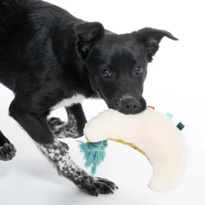 Black dog playing with a crescent-shaped plush toy with colourful ribbons and a turquoise tassel.