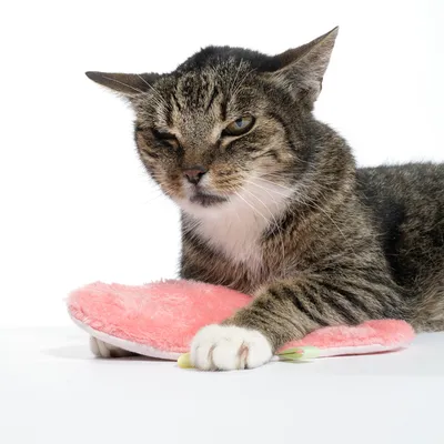 Getigerte Katze liegt auf einem rosa Plüschspielzeug. Produkt zeigt Nutzung durch Haustier.