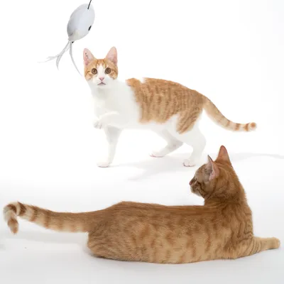 Two red and white cats play with a hanging fish-shaped toy. One cat is standing, the other is lying on a white background.