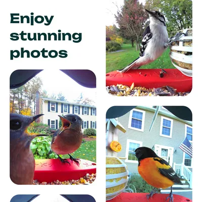 Cztery zdjęcia ptaków przy karmnikach przed domami. Tekst: „Enjoy stunning photos”.