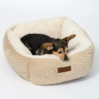 Beiges Hundebett mit weicher Polsterung und Markenetikett 'Modern Living'. Kleiner Hund liegt entspannt im Bett.