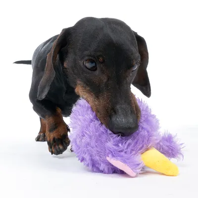 Chien teckel noir jouant avec un jouet en peluche violet et jaune, forme d’animal, sur fond blanc. Jouet en tissu visible dans la gueule du chien.