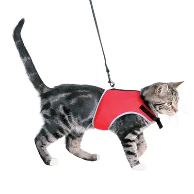 Chat portant un harnais rouge avec laisse noire attachée, harnais en tissu visible sur le dos et la poitrine du chat.
