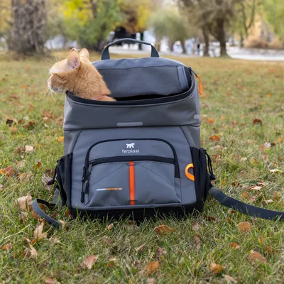Ferplast Voyager Backpack 600, grauer Rucksack mit orangefarbenen Akzenten, geeignet für Haustiertransport. Katze sitzt im geöffneten oberen Fach des Rucksacks.