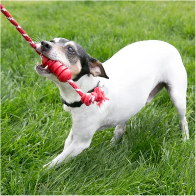 Hund spielt mit rotem Kauspielzeug aus Seil und Gummi im Gras.