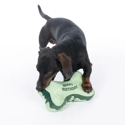 Kutya zöld csont alakú játékkal játszik, amelyen az áll: "Happy Birthday".