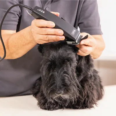 Schermaschine WAHL® Rex