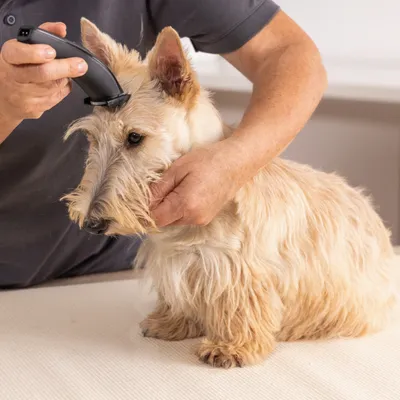 Person schneidet das Fell eines Hundes mit einem elektrischen Trimmer. Demonstration der Anwendung eines Tierpflegeprodukts.
